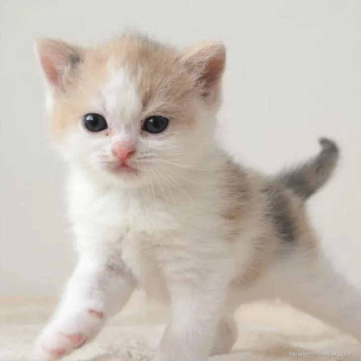 ID：2301-00667の子猫