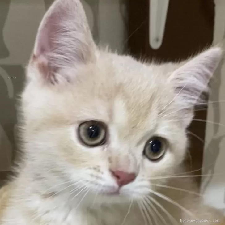 ID：2405-03035の子猫