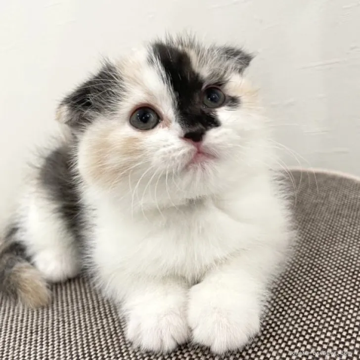 ID：2301-00672の子猫