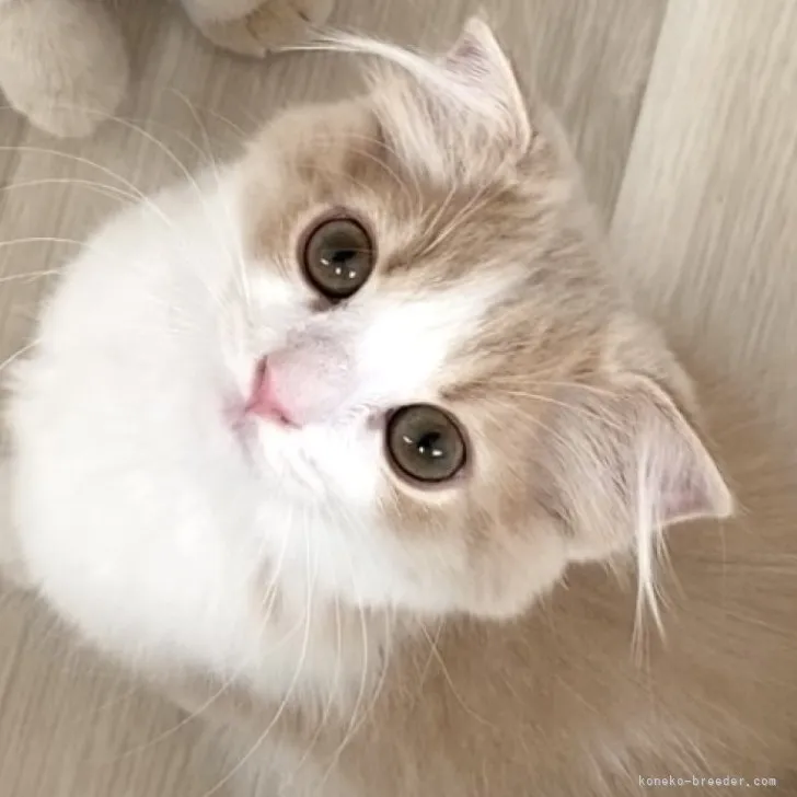 S 様のお迎えした子猫