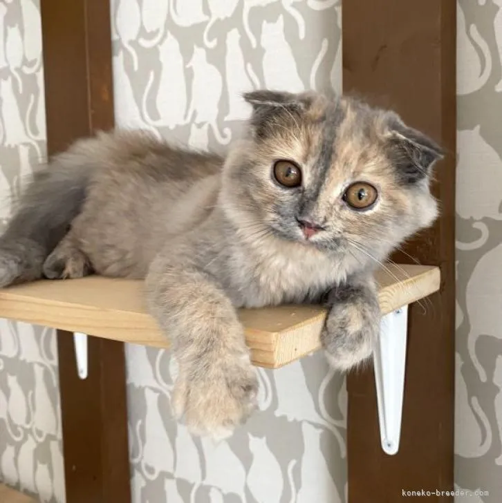 M.Y 様のお迎えした子猫