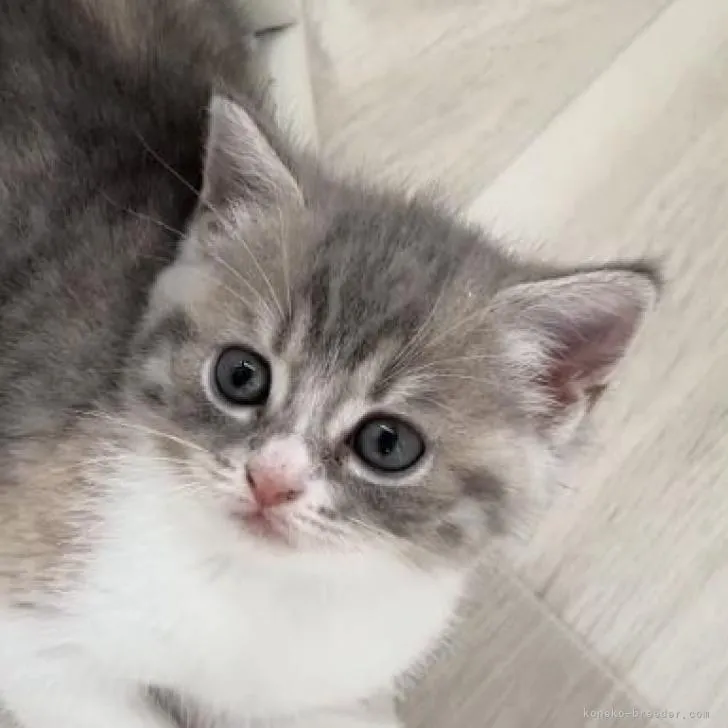 ID:2208-01489の子猫