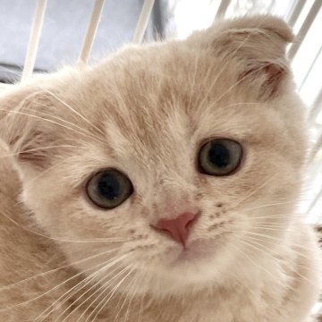 スコティッシュフォールド(折れ耳)【愛知県・男の子・2024年4月26日・クリームタビー（ショート）】の写真「タレ目がかわいい❤️」