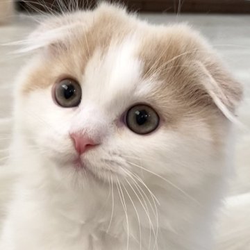 スコティッシュフォールド(折れ耳)【愛知県・男の子・2024年6月29日・クリームタビー&ホワイト（ロング）】の写真「見学と同時にお迎え可能です🤗」