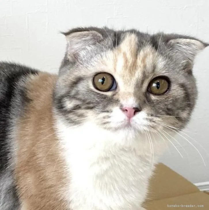 ID：2207-01552の子猫