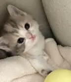 スコティッシュフォールド(立ち耳)【愛知県・女の子・2024年1月3日・ブルーパッチドタビー&ホワイト】の写真2