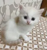 スコティッシュフォールド(立ち耳)【愛知県・男の子・2022年1月31日・レッド&ホワイト】の写真2