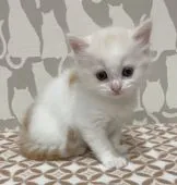 スコティッシュフォールド(立ち耳)【愛知県・男の子・2022年1月31日・レッド&ホワイト】の写真3