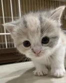 スコティッシュフォールド(立ち耳)【愛知県・女の子・2023年8月1日・ダイリュートキャリコ】の写真3