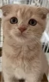 スコティッシュフォールド(折れ耳)【愛知県・男の子・2024年4月26日・クリームタビー】の写真4