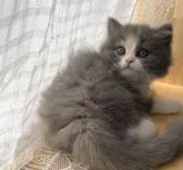 スコティッシュフォールド(立ち耳)【愛知県・女の子・2022年6月17日・ダイリュートキャリコ】の写真5