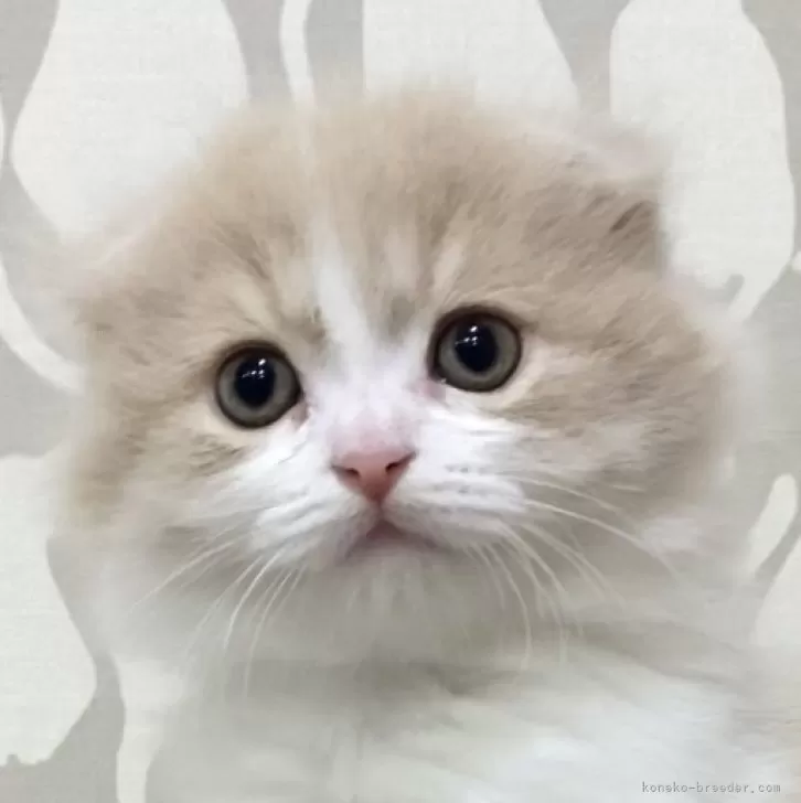 ID:2412-01609の子猫