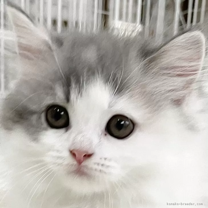 まゆこ 様のお迎えした子猫