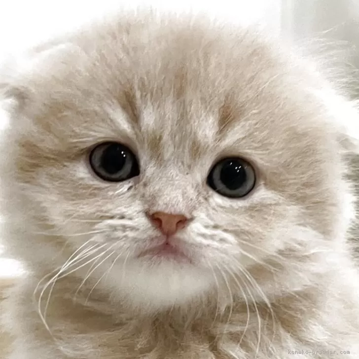 ID：2504-03510の子猫