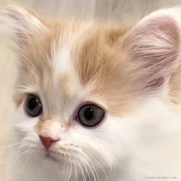 ID:2501-02064の子猫