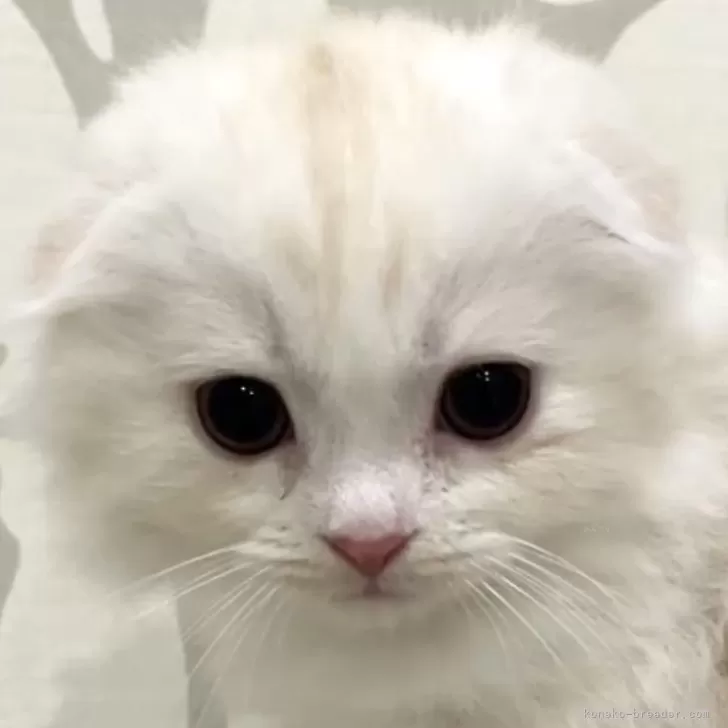 スコティッシュフォールド(折れ耳)【愛知県・男の子・2025年9月23日・クリームタビー&amp;ホワイト】の写真1