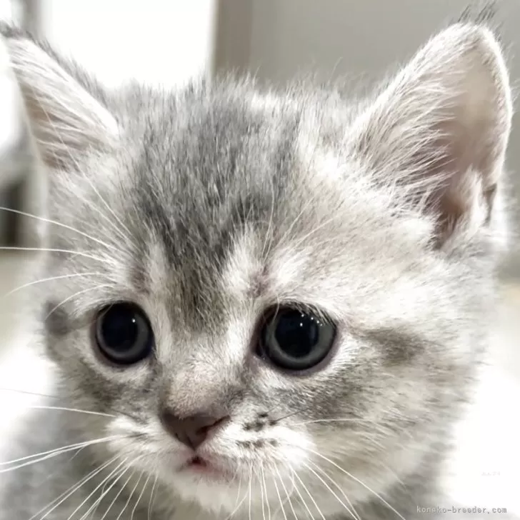 スコティッシュフォールド(立ち耳)【愛知県・女の子・2025年10月18日・ブルーパッチドタビー】の写真1