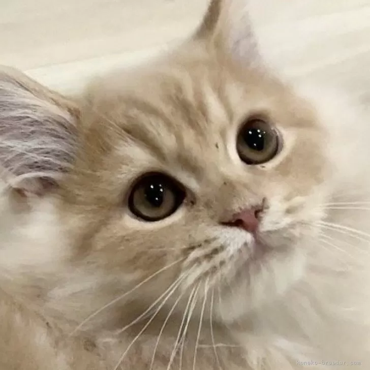 スコティッシュフォールド(立ち耳)【愛知県・男の子・2025年10月25日・レッドタビーホワイト】の写真1「顔がカッコよくなってきました✨」