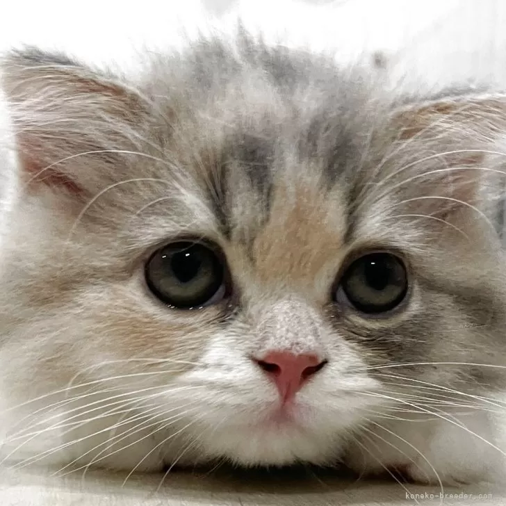 ID：2508-02297の子猫