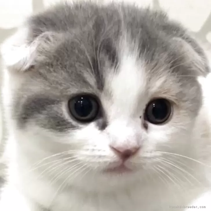 スコティッシュフォールド(折れ耳)【愛知県・女の子・2025年9月23日・ブルーパッチドタビー&amp;ホワイト】の写真1「11月9日初掲載✨写真は成長とともに更新いたします📷✨」