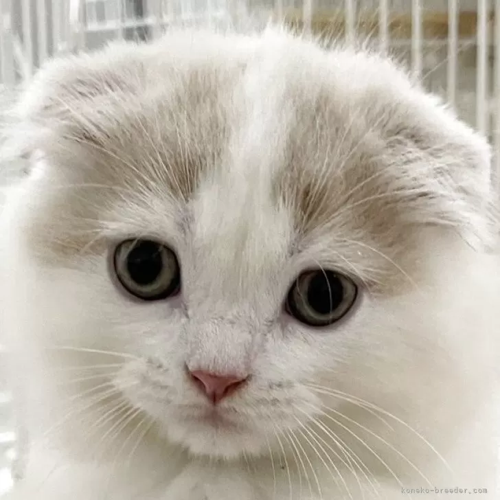 ID：2510-00865の子猫