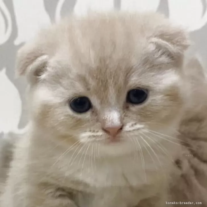 ID：2506-01109の子猫