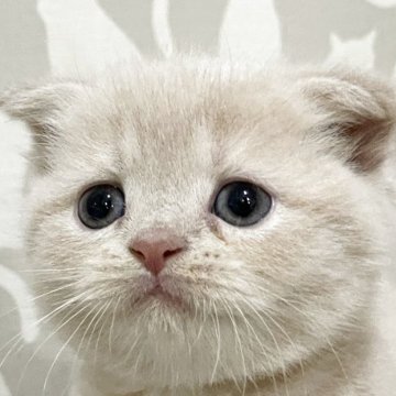 スコティッシュフォールド(折れ耳)【愛知県・女の子・2025年10月18日・クリームタビー（ショート）】の写真「少し困った顔がかわいい寝耳の女の子✨」