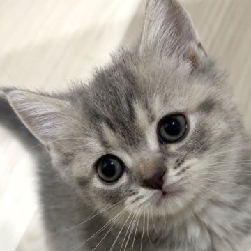 スコティッシュフォールド(立ち耳)【愛知県・女の子・2025年10月18日・ブルーパッチドタビー】の写真「人懐っこいすぎる😊」