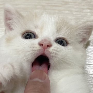 スコティッシュフォールド(立ち耳)【愛知県・男の子・2025年9月23日・クリームタビー&ホワイト】の写真「やんちゃな男の子💙」