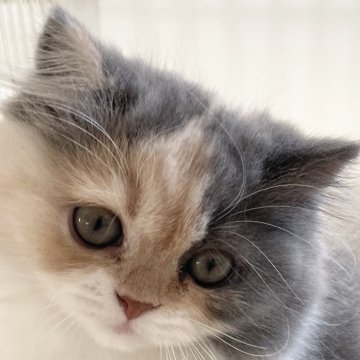 スコティッシュフォールド(立ち耳)【愛知県・女の子・2025年9月5日・ブルータビー&ホワイト（ロング）】の写真「モフモフかわいい女の子🩷」