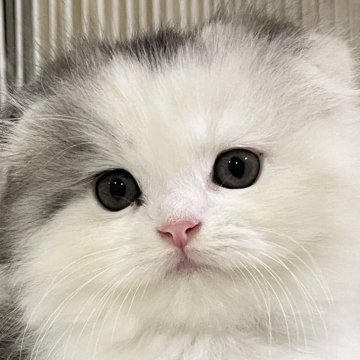 スコティッシュフォールド【愛知県・女の子・2025年9月1日・ブルーパッチドタビー&ホワイト(ロング)】の写真「ホワホワした感じがかわいい女の子🥰」