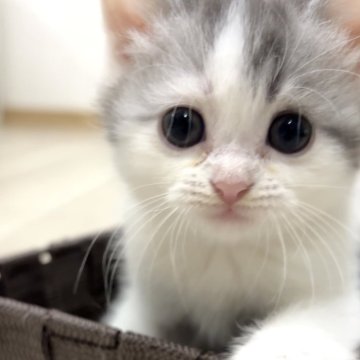 スコティッシュフォールド(立ち耳)【愛知県・女の子・2025年9月23日・ブルーパッチドタビー&ホワイト（ショート）】の写真「いつとキョロキョロかわいい女の子☺️」