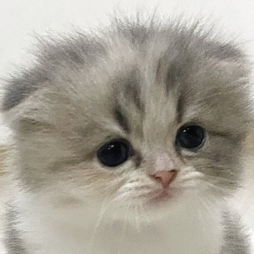 スコティッシュフォールド(折れ耳)【愛知県・女の子・2025年7月23日・ブルーパッチドタビー&ホワイト（ロング）】の写真「ハイハイする時にバックします🐾」