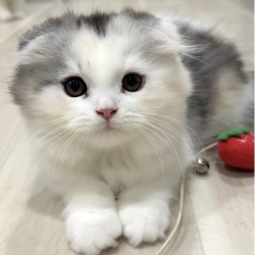 スコティッシュフォールド(折れ耳)【愛知県・女の子・2025年9月1日・ブルーパッチドタビー&ホワイト（ロング）】の写真「ホワホワした感じがかわいい女の子🩷」