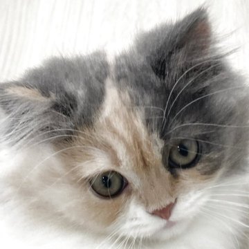 スコティッシュフォールド(立ち耳)【愛知県・女の子・2025年9月5日・ブルータビー&ホワイト（ロング）】の写真「顔がおにぎりっぽくなってきました🍙」