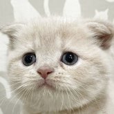 スコティッシュフォールド(折れ耳)