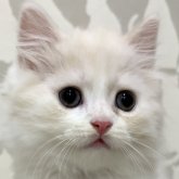 スコティッシュフォールド(立ち耳)