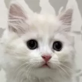 スコティッシュフォールド(立ち耳)