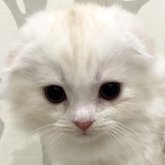 スコティッシュフォールド(折れ耳)