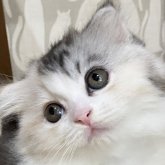 スコティッシュフォールド(折れ耳)