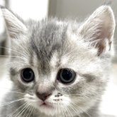 スコティッシュフォールド(立ち耳)