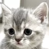 スコティッシュフォールド(立ち耳)