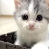 スコティッシュフォールド(立ち耳)