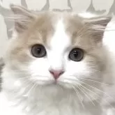 スコティッシュフォールド(折れ耳)