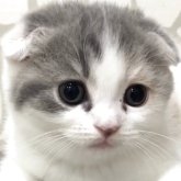 スコティッシュフォールド(折れ耳)