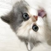 スコティッシュフォールド(立ち耳)