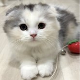 スコティッシュフォールド(折れ耳)