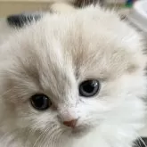 スコティッシュフォールド(折れ耳)