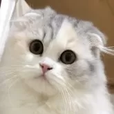 スコティッシュフォールド(折れ耳)