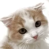 スコティッシュフォールド(折れ耳)